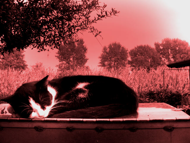 le-chat-rouge.jpg