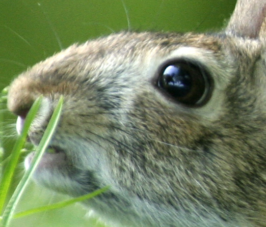 Leprotto_crop 100%.jpg