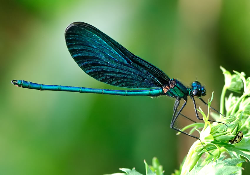 libellula25.jpg