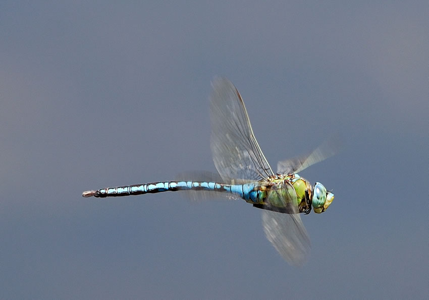 libellula26.jpg
