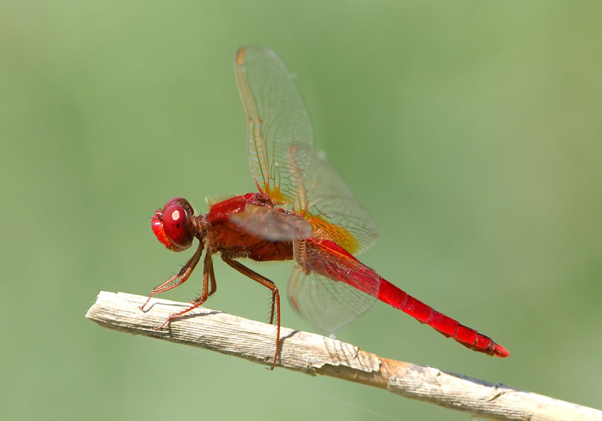 libellula27.jpg