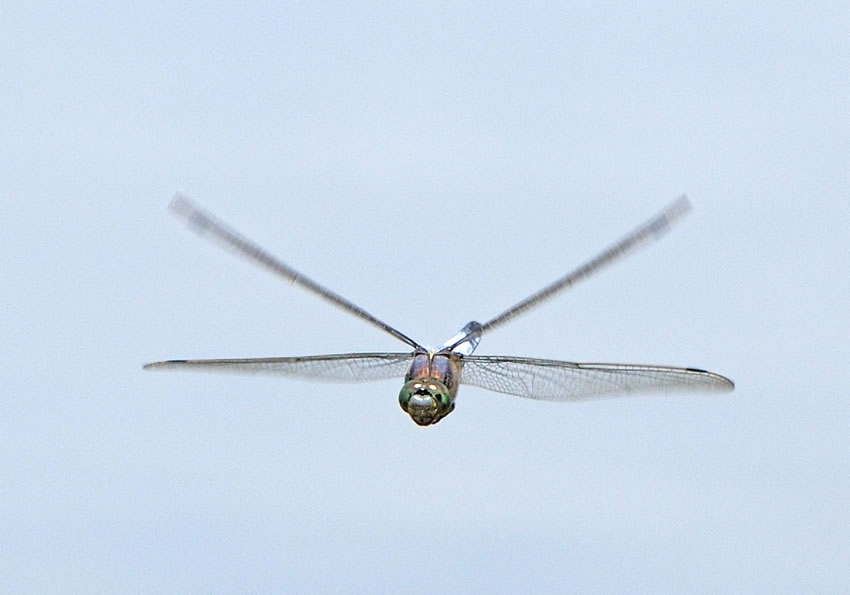 libellula32.jpg