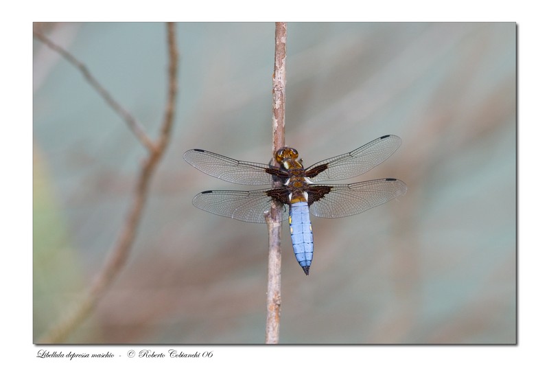 Libellula depressa maschio_2006-06-10-7.jpg