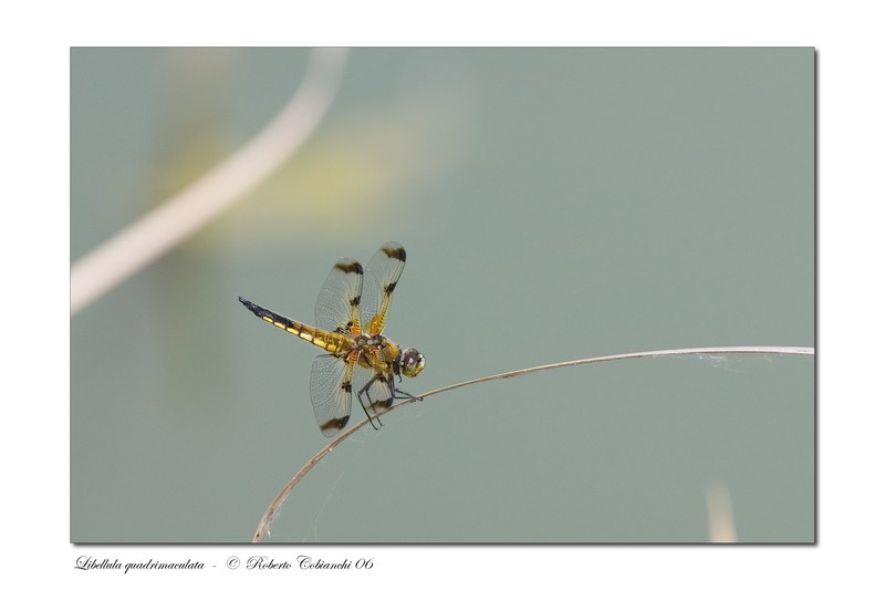 Libellula quadrimaculata_2006-06-10.JPG