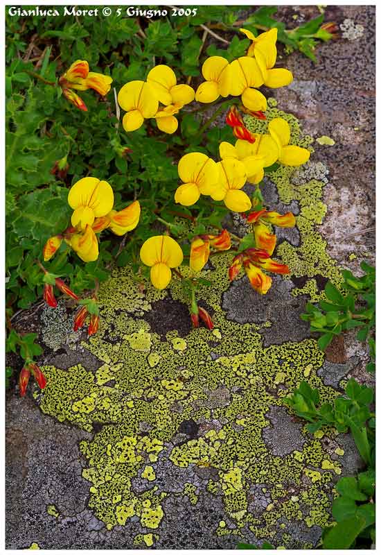 Licheni-fiori-gialli-1.jpg