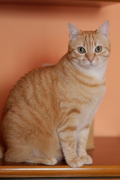 lillo crop 700.JPG
