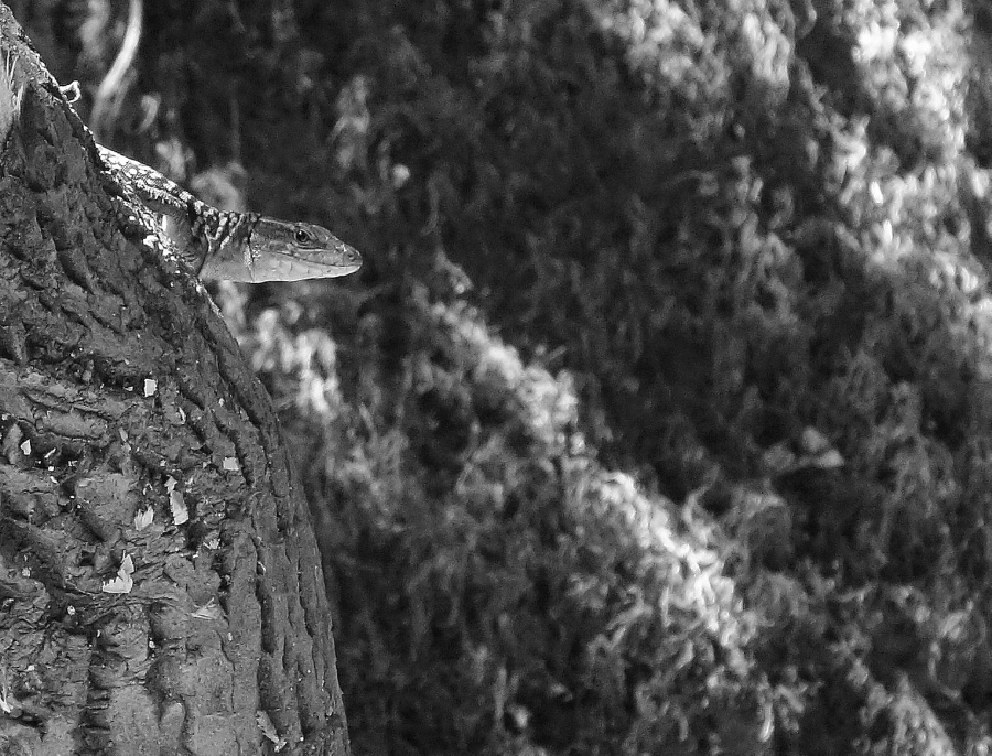 lizard.jpg