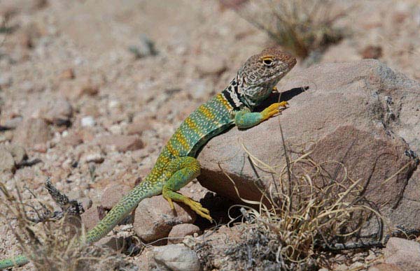 lizard .jpg