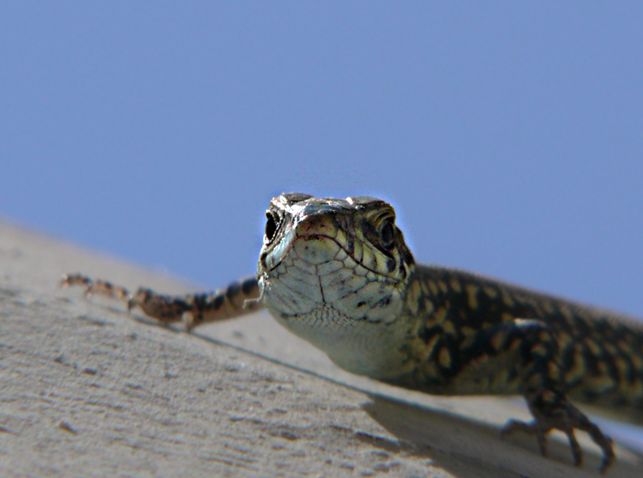 lizard_p4y.jpg