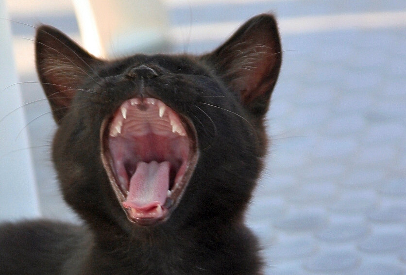 LO sbadiglio gatto.jpg