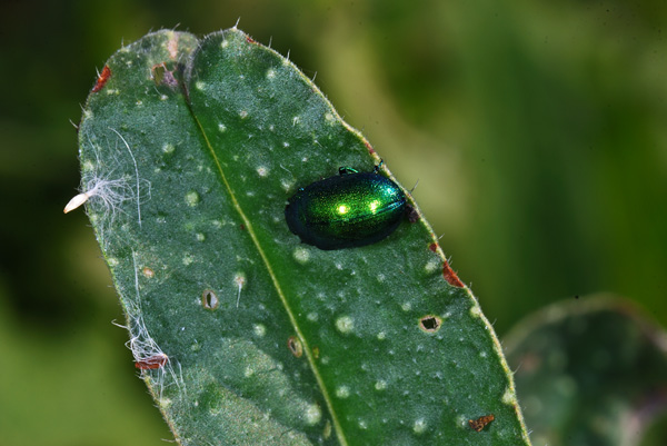 lucina-verde-600.jpg