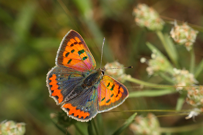 Lycaena phlaeas_alto_sito.jpg