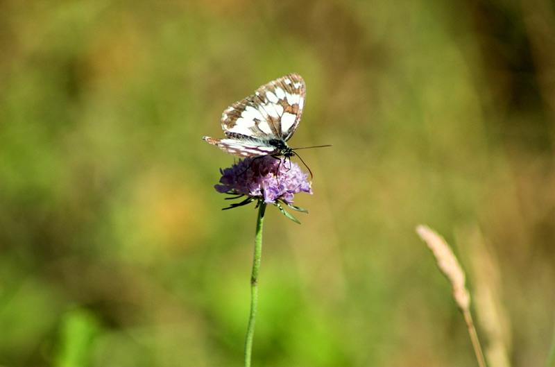 macro-01.jpg