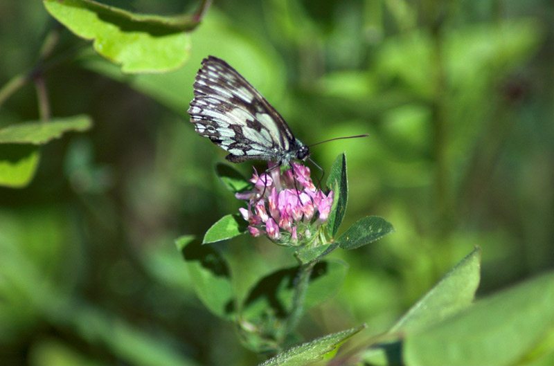 macro-02.jpg