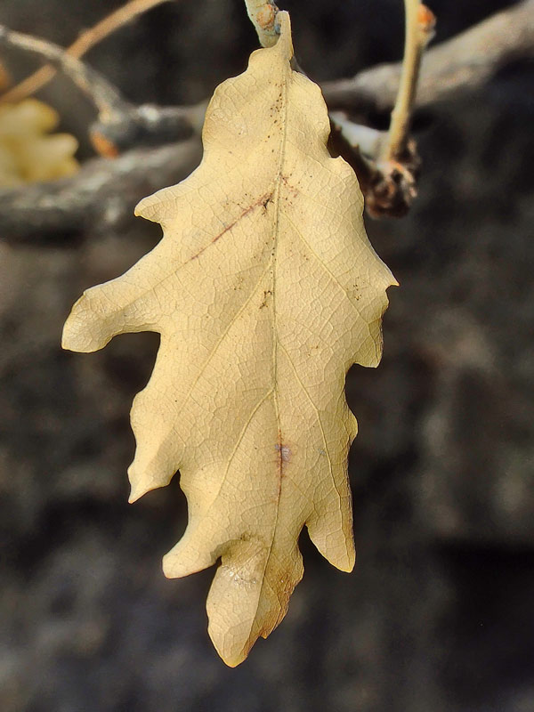 macro-foglia.jpg