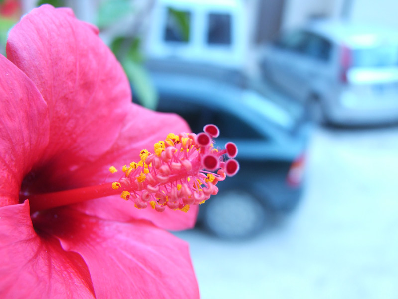macro-pistilli.jpg
