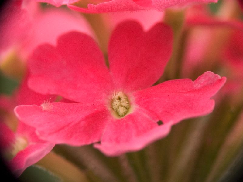 macro2.jpg
