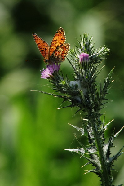 Macro 003a.jpg
