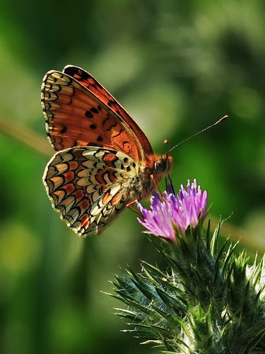 Macro 003b.jpg
