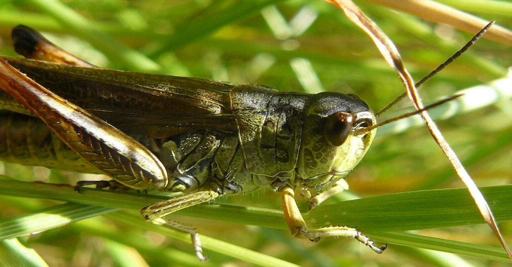 Macro_cicala_ridim90kb.JPG