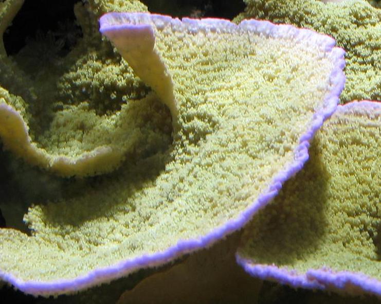 macro montipora.jpg