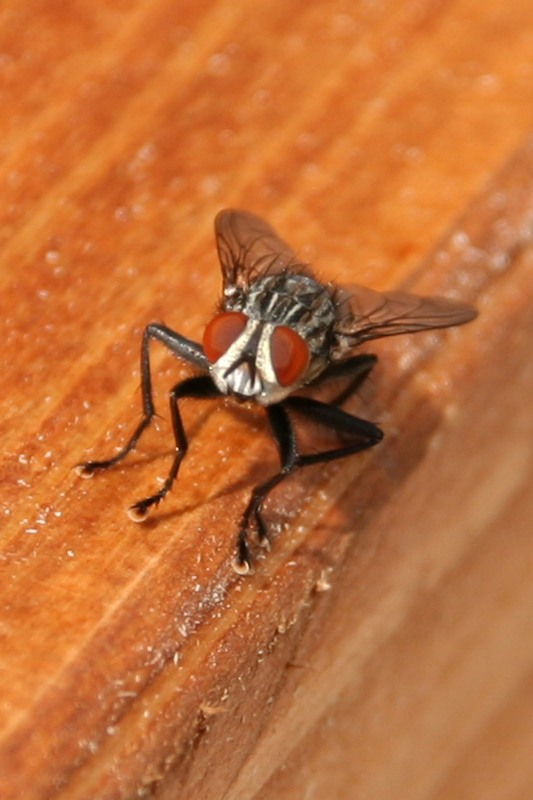 macro mosca1.jpg