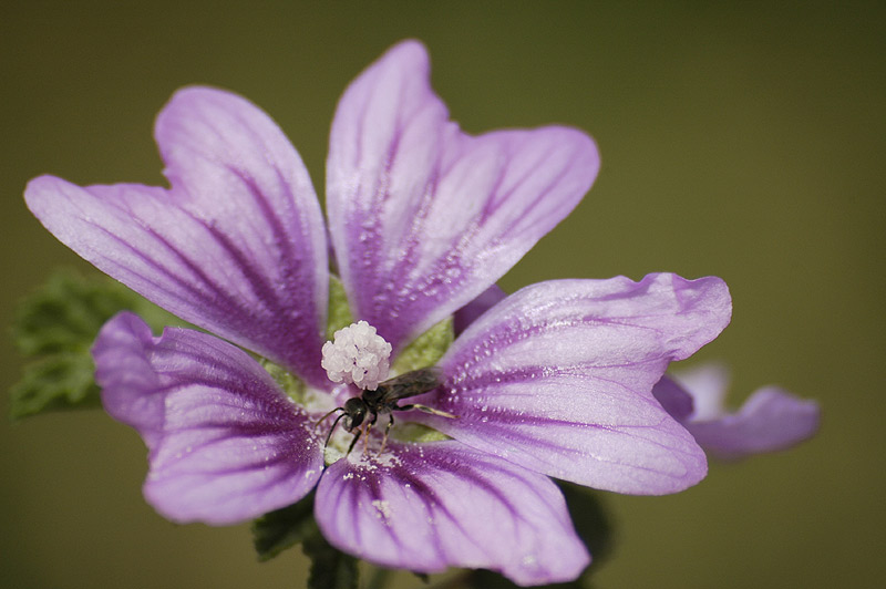 macro web.jpg