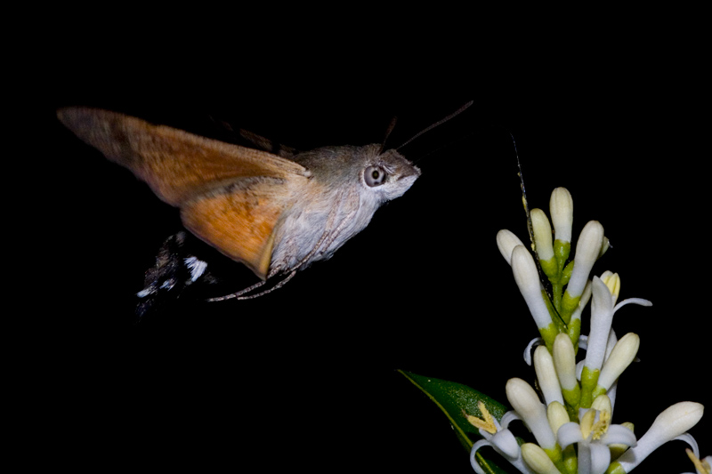 Macroglossum-stellatarum-2.jpg