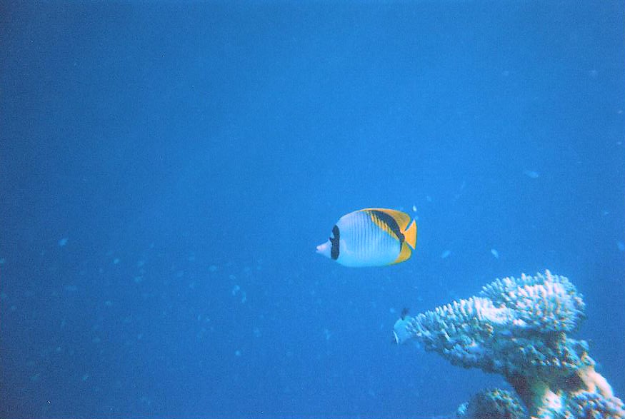 maldive sub1 copia.jpg