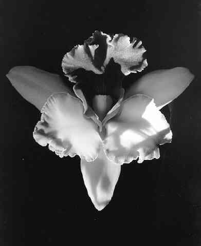 Mapplethorpe_b.jpg