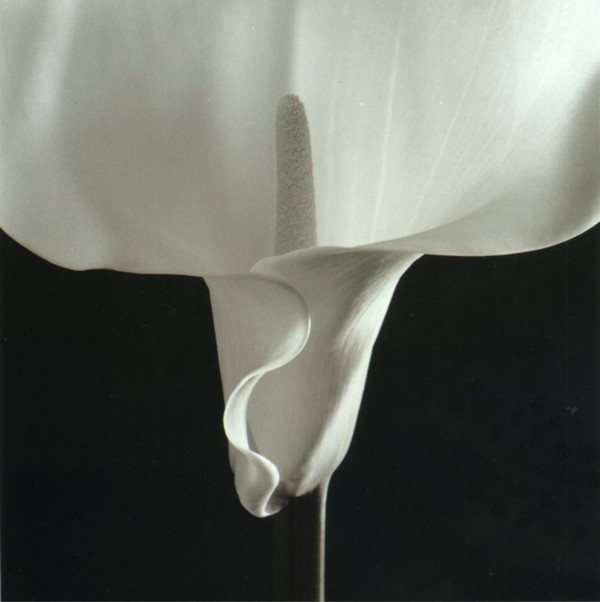 Mapplethorpe_calla.jpg
