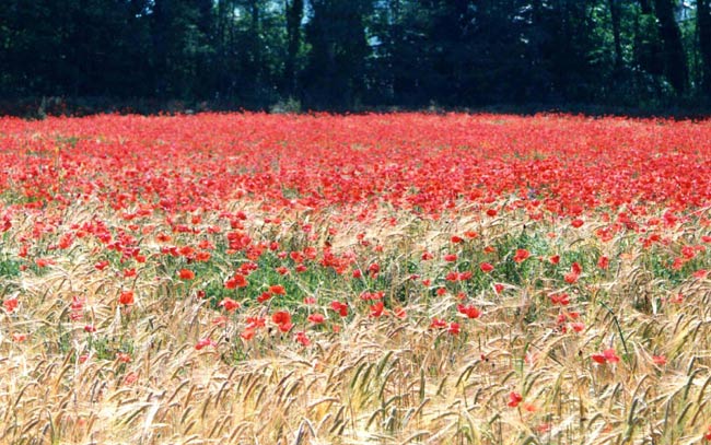 maremma8.jpg