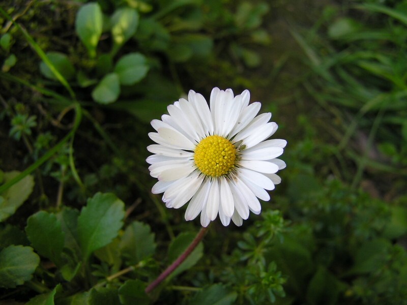 Marherita_macro.JPG