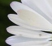 Marherita_macro.jpg