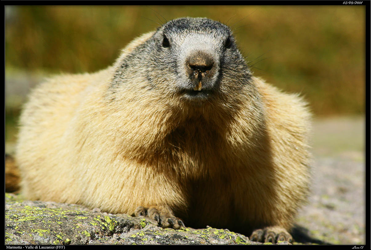 Marmotta - Vallone di Lauzanier_02.jpg