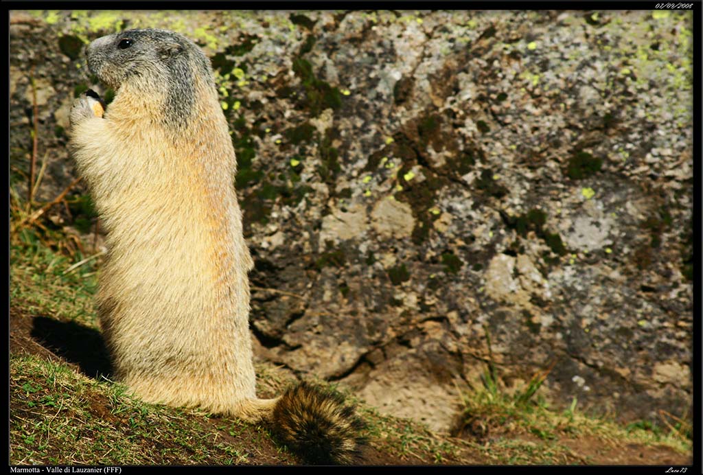 Marmotta - Vallone di Lauzanier_03.jpg