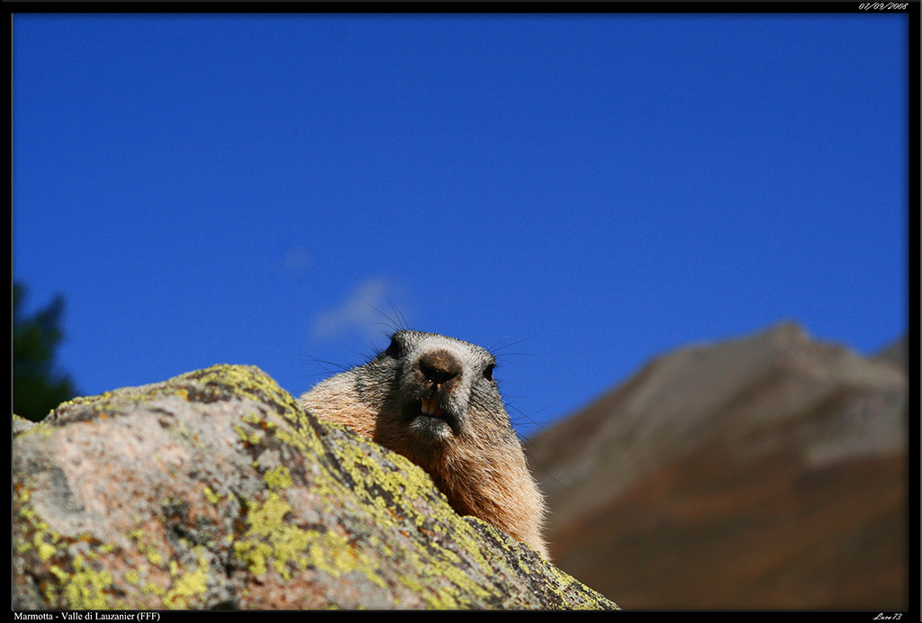 Marmotta - Vallone di Lauzanier_04.jpg