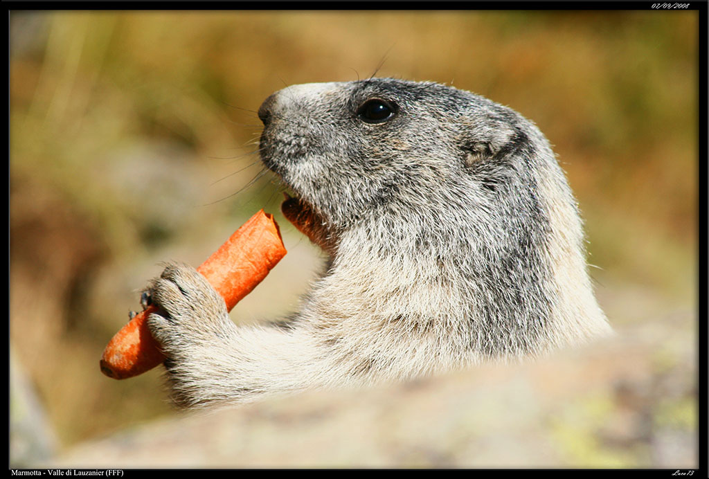 Marmotta - Vallone di Lauzanier_06.jpg