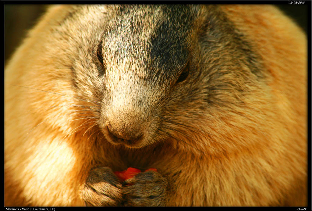 Marmotta - Vallone di Lauzanier_07.jpg