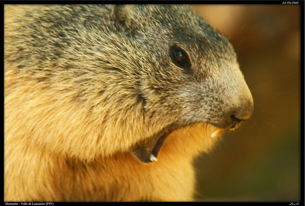 Marmotta - Vallone di Lauzanier_08.jpg