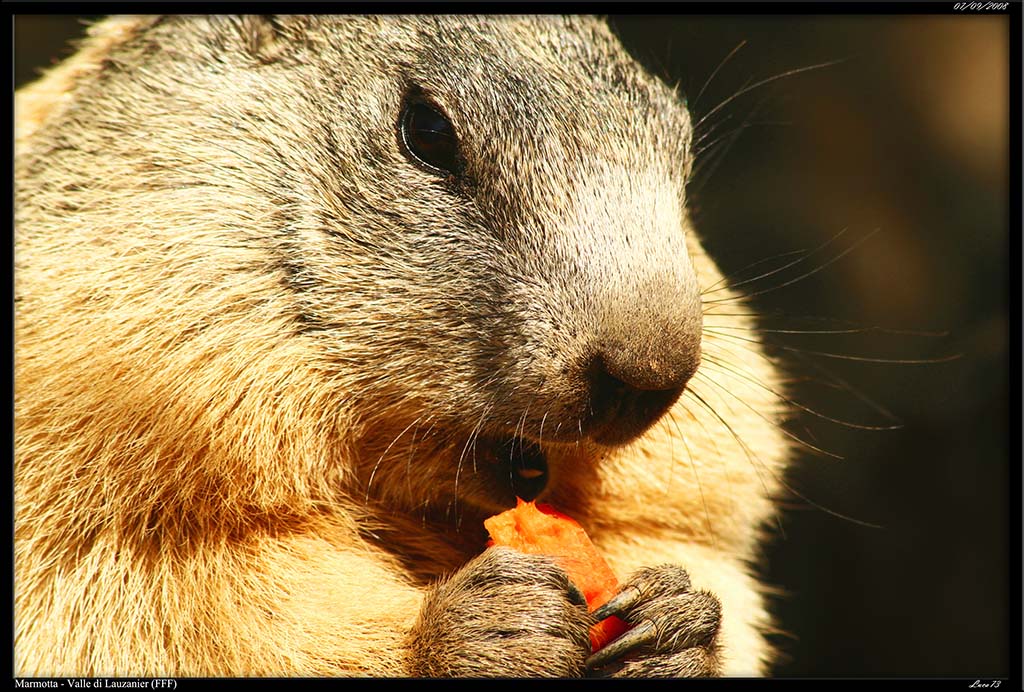 Marmotta - Vallone di Lauzanier_09.jpg