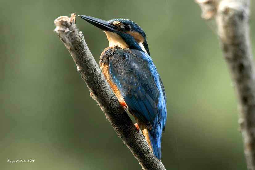 Martin pescatore 2005_8638 f1.jpg