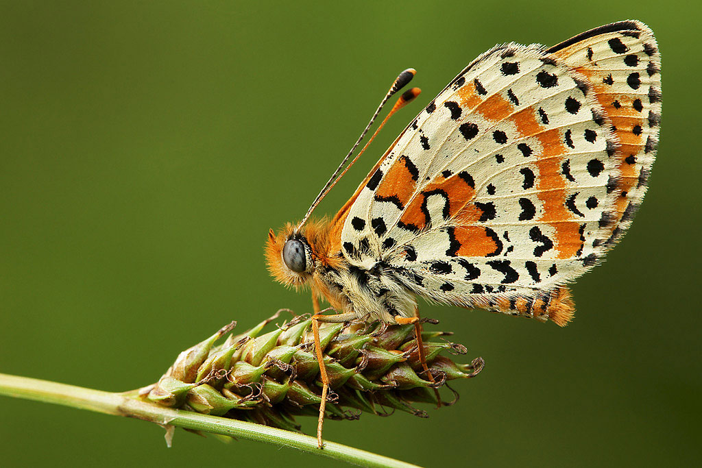melitaea-F4-9018.jpg