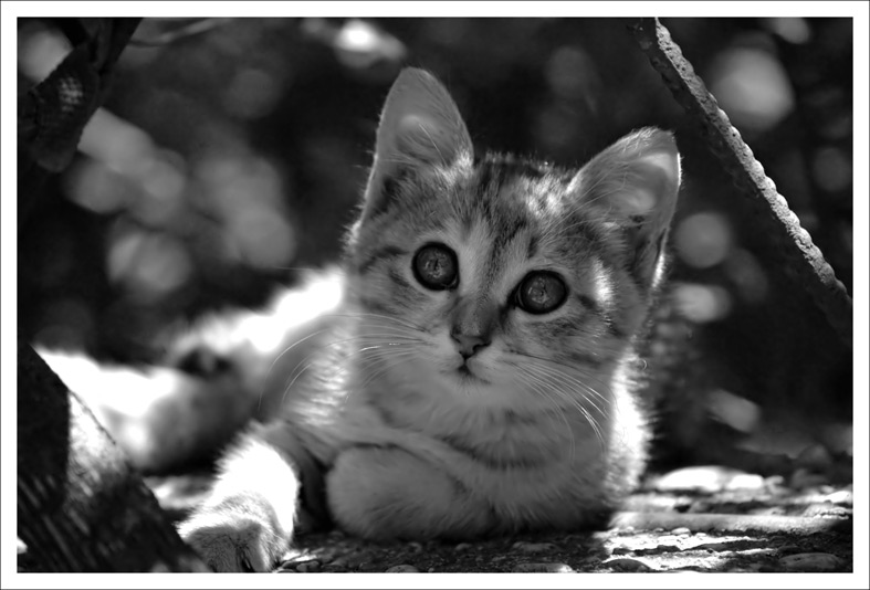 meow4bwf.jpg