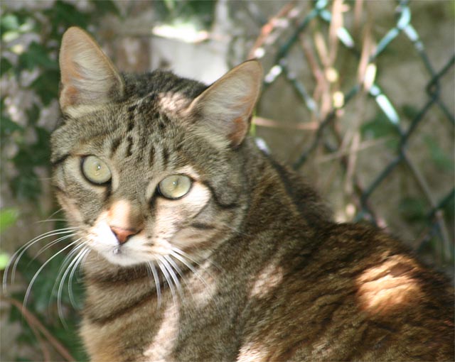 miao2.jpg