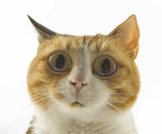 micia00.jpg