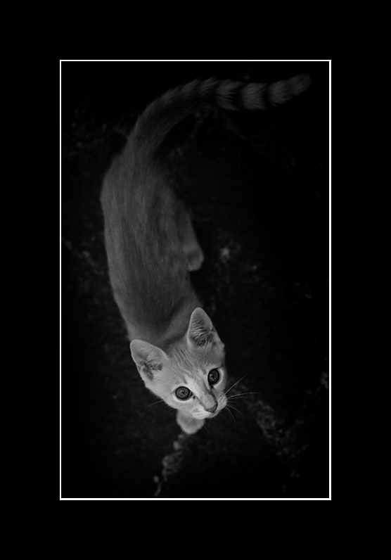 Micio.jpg