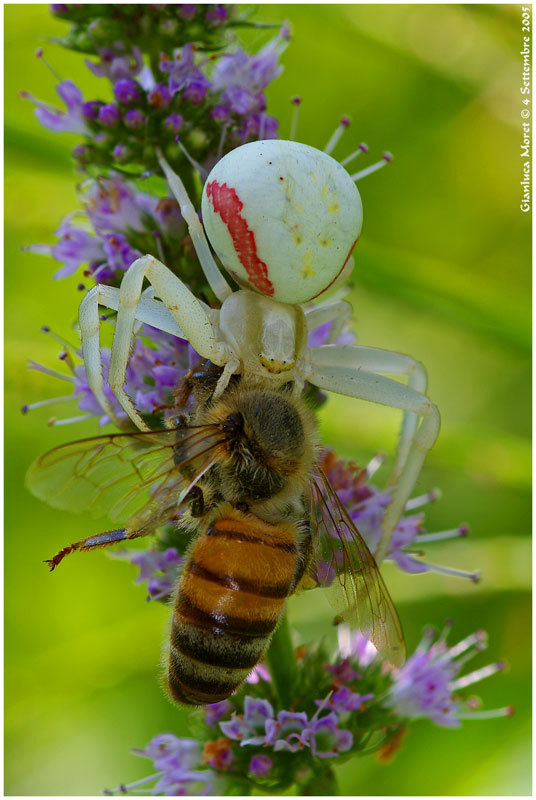 Misumena-vatia-con-ape.jpg