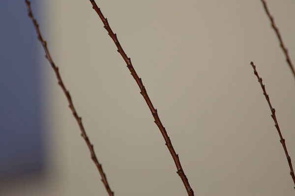 mk2_300_tc.jpg