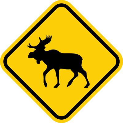 moose crossing.jpg